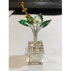 Silver Tulsi ornamental plant